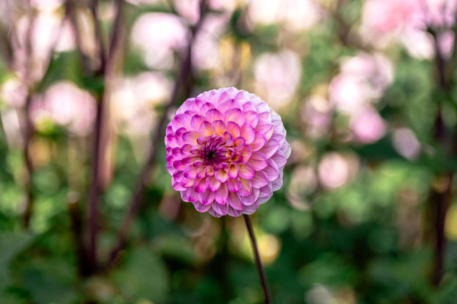 Dahlia 'Wine Eyed Jill'